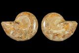Cut & Polished Agatized Ammonite Fossil- Jurassic #131622-1